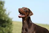 DOBERMANN 1091